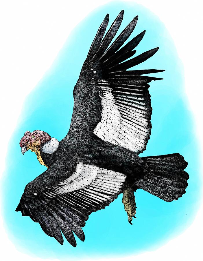 Andean Condor Photograph by Roger Hall
