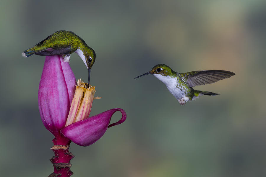 Andean Emerald Hummingbirds Photograph by John Shaw