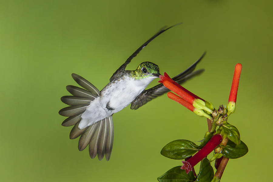 Andean Emerald by Jim Frandeen Andean Emerald by Jim Frandeen