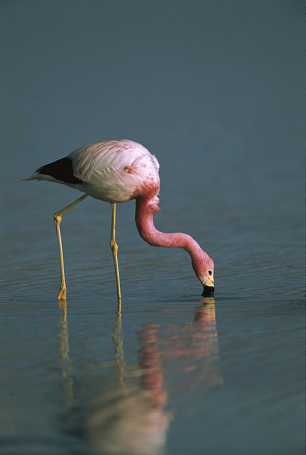Andean Flamingo Feeding Laguna Blanca Photograph by Pete Oxford
