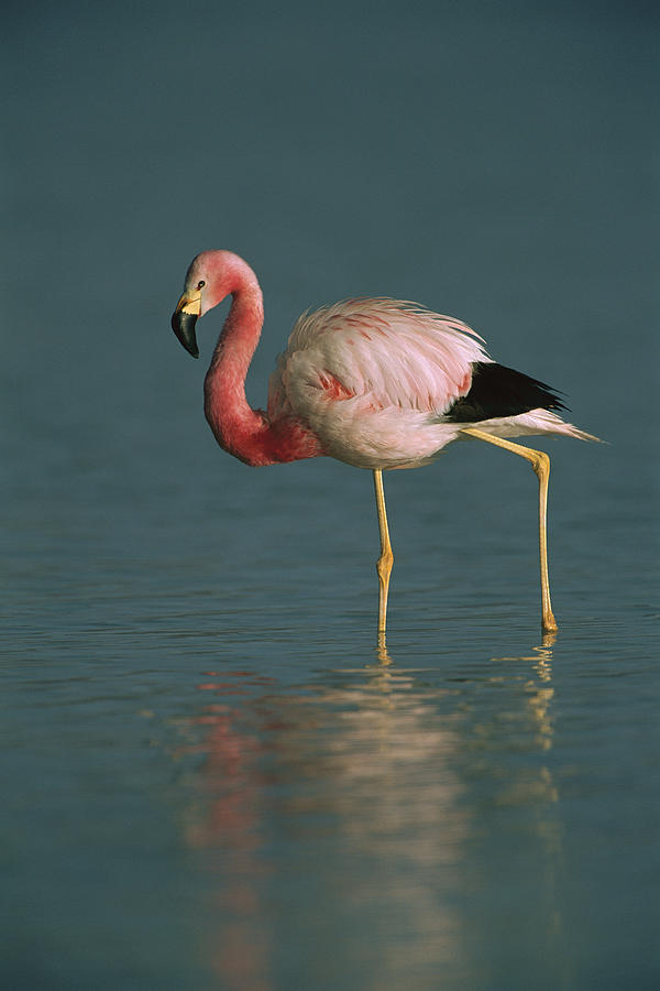 Andean Flamingo Wading Laguna Blanca Photograph by Pete Oxford