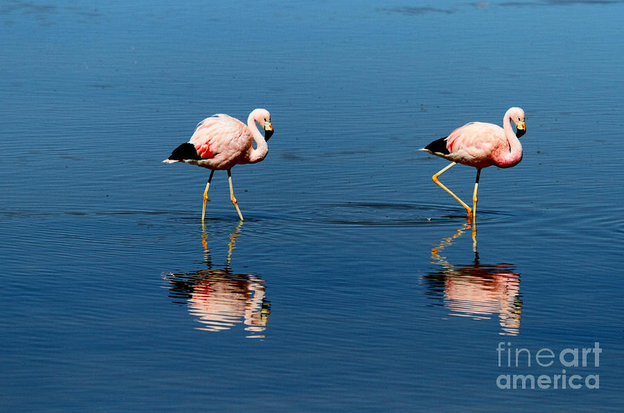 Andean Flamingos Photograph by James Brunker