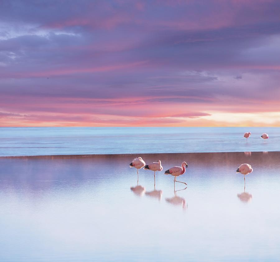 Andean Flamingos On Lake by Ingram Publishing