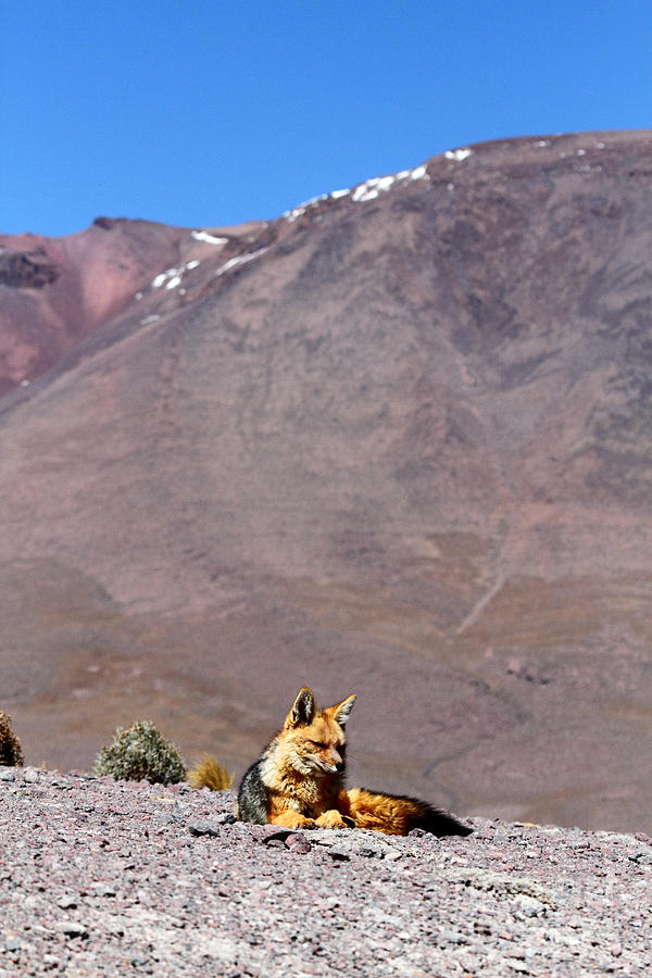 Andean Fox Photograph by James Brunker