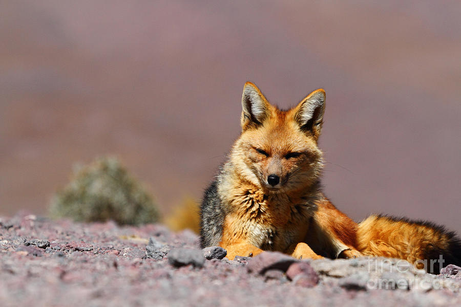 Andean Fox Portrait Photograph by James Brunker