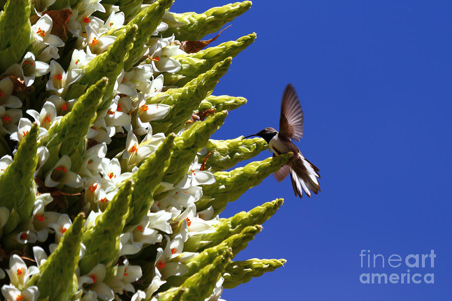 Andean Hillstar hummingbird feeding on Puya Raimondii flowers Photograph by James Brunker