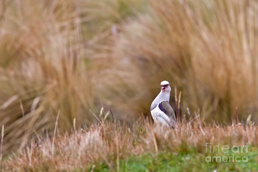 Andean Lapwing Photograph by Jean-Luc Baron