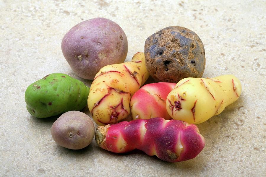 Andean Potatoes Photograph by Steve Percival/science Photo Library ...
