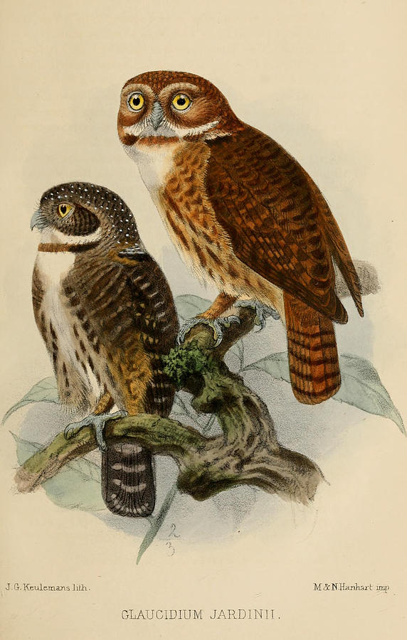 John James Audubon Painting - Andean Pygmy Owl by Dreyer Wildlife Print Collections 