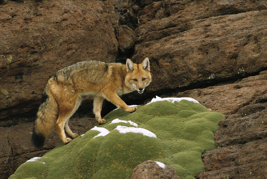 Andean Red Fox Altiplano Bolivia Photograph by Pete Oxford
