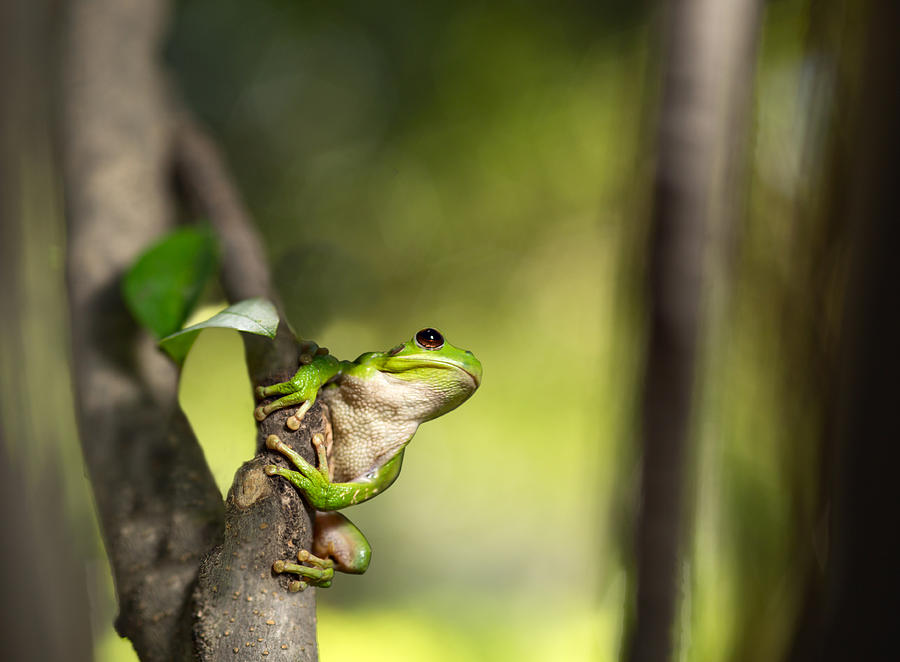 Andean tree frog Hypsiboas riojanus Photograph by Dirk Ercken
