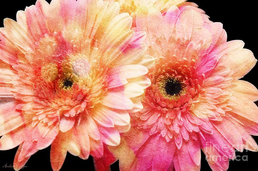 Andee Design Gerber Daisies 2 Photograph by Andee Design