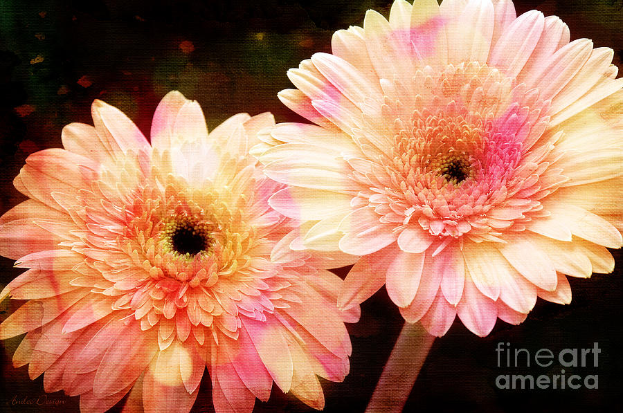 Andee Design Gerber Daisies 3 Photograph by Andee Design