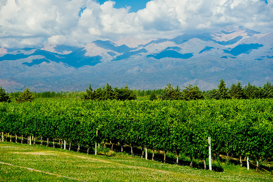 Andes Vineyard Photograph by Kent Nancollas