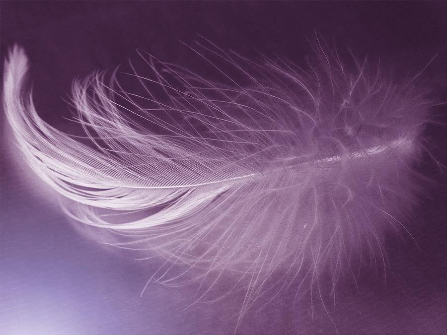 Androidography Found Feather Purple Photograph