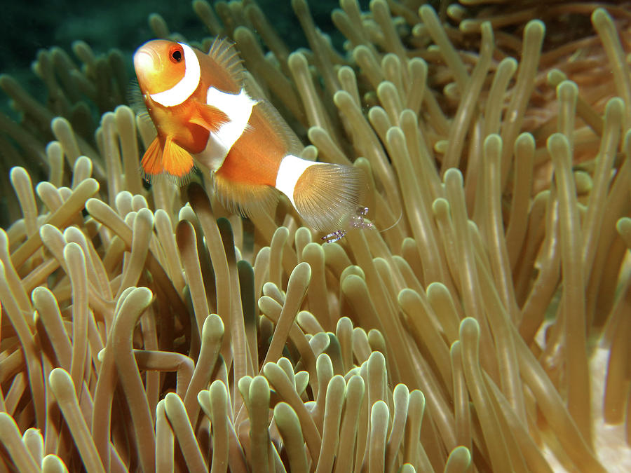 Anemone & Clown Photograph by Photographed By Randi Ang