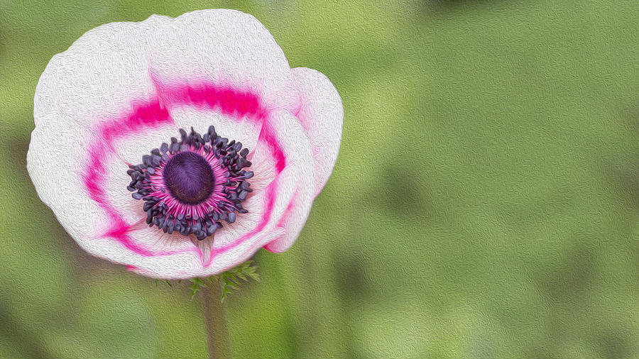 Anemone - Pink Center Photograph by Rebecca Cozart