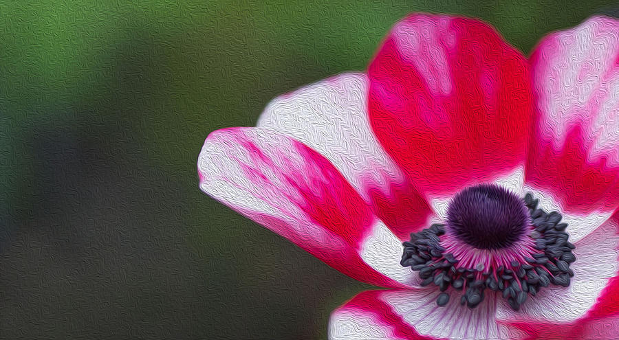 Anemone - Red Center Photograph by Rebecca Cozart
