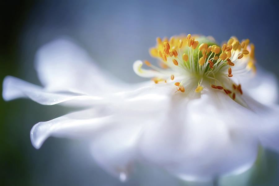 Anemone 1 Photograph by Mandy Disher