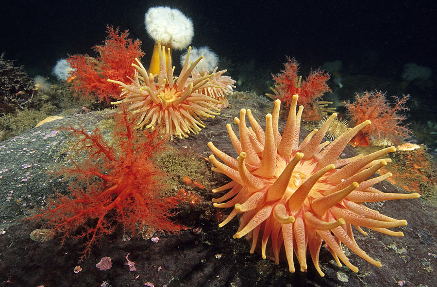 Anemone And Scarlet Psolus Photograph by Andrew J. Martinez