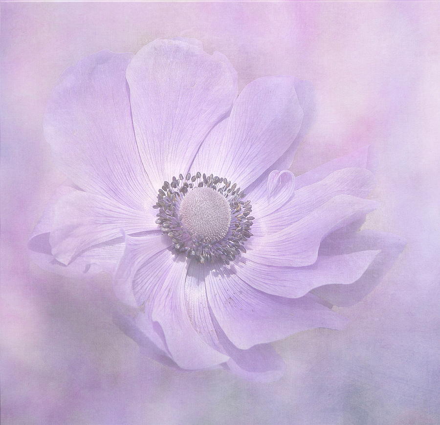 Anemone Beauty Photograph by Angie Vogel