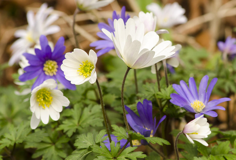 Anemone Blanda Photograph by Spikey Mouse Photography