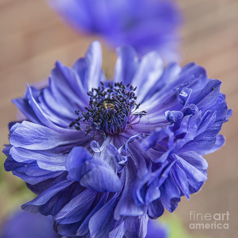 Flower Photograph - Anemone Blues II by Terry Rowe