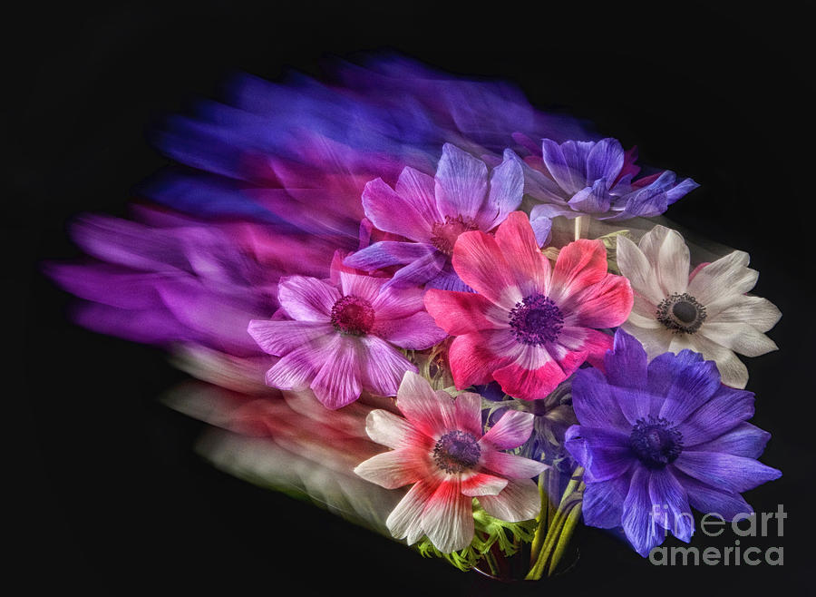 Flower Photograph - Anemone Breeze by Claudia Kuhn