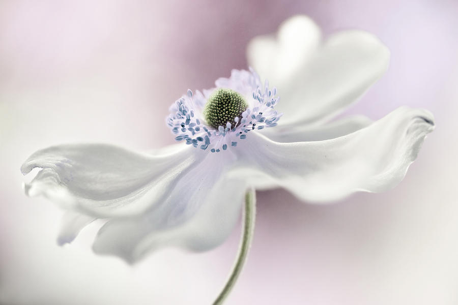 Anemone Breeze Photograph by Mandy Disher