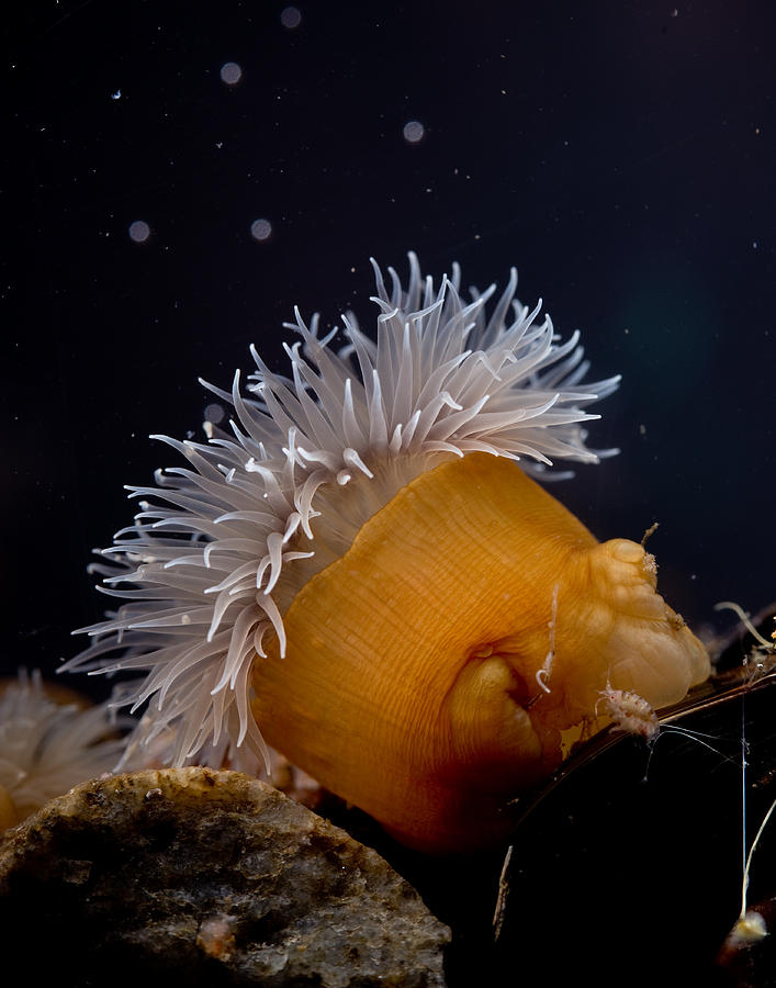 Anemone Photograph - Anemone by Brian Magnier Anemone Photograph - Anemone by Brian Magnier