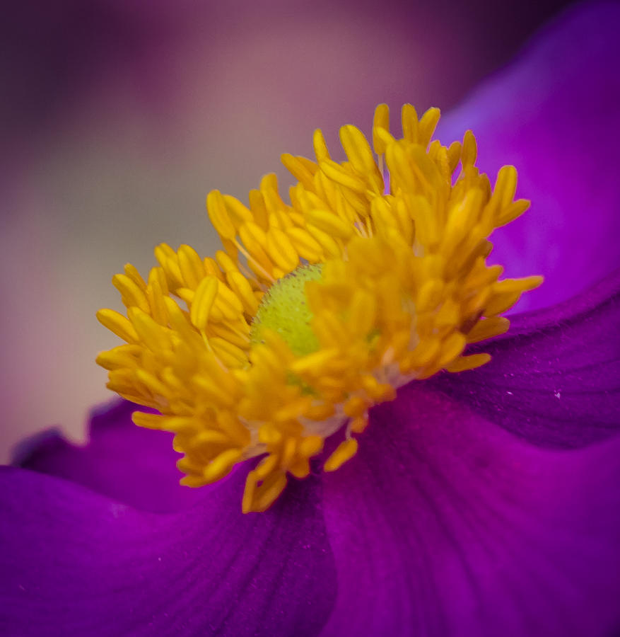 Anemone Photograph by Cathy Donohoue