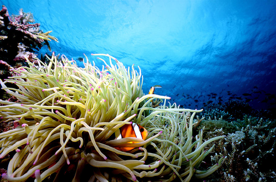 Anemone Clownfish Photograph by Greg Ochocki