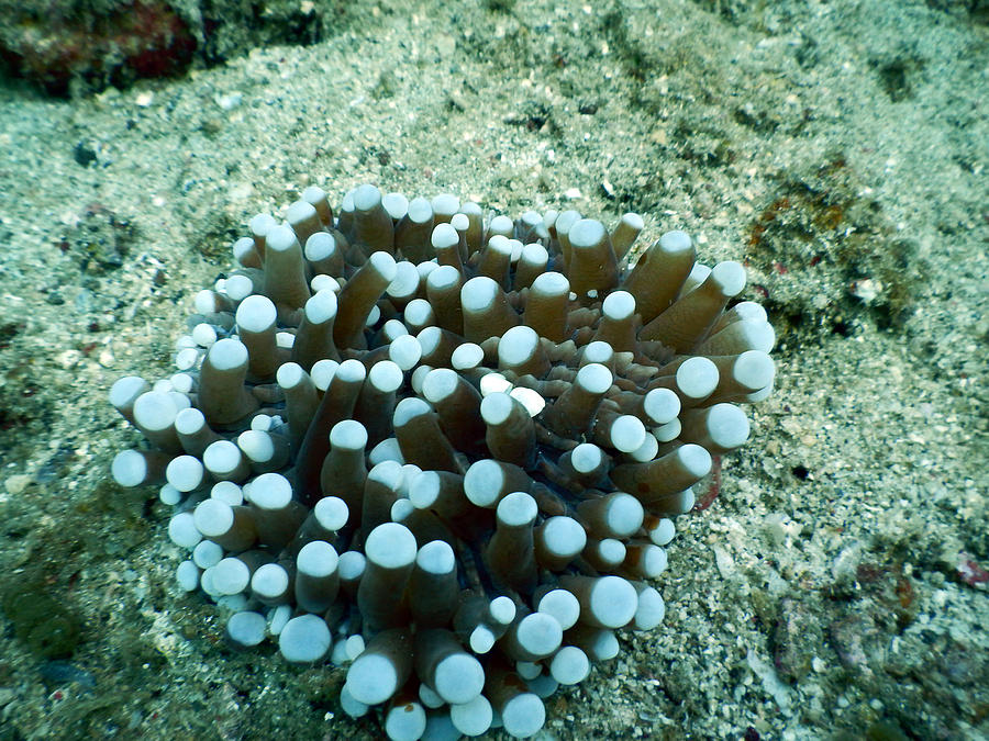 Anemone Coral Photograph by Carleton Ray