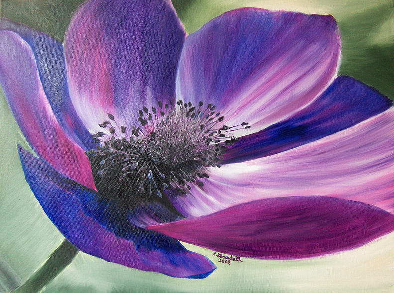 Anemone Coronaria Painting by Claudia Goodell