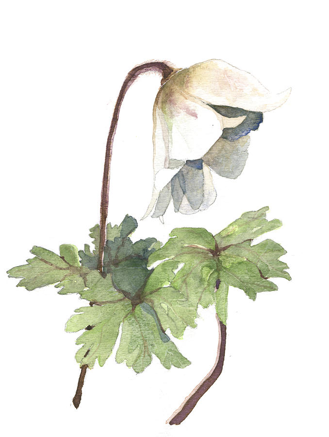 White Spring Flower Painting - Anemone by Denise Crie