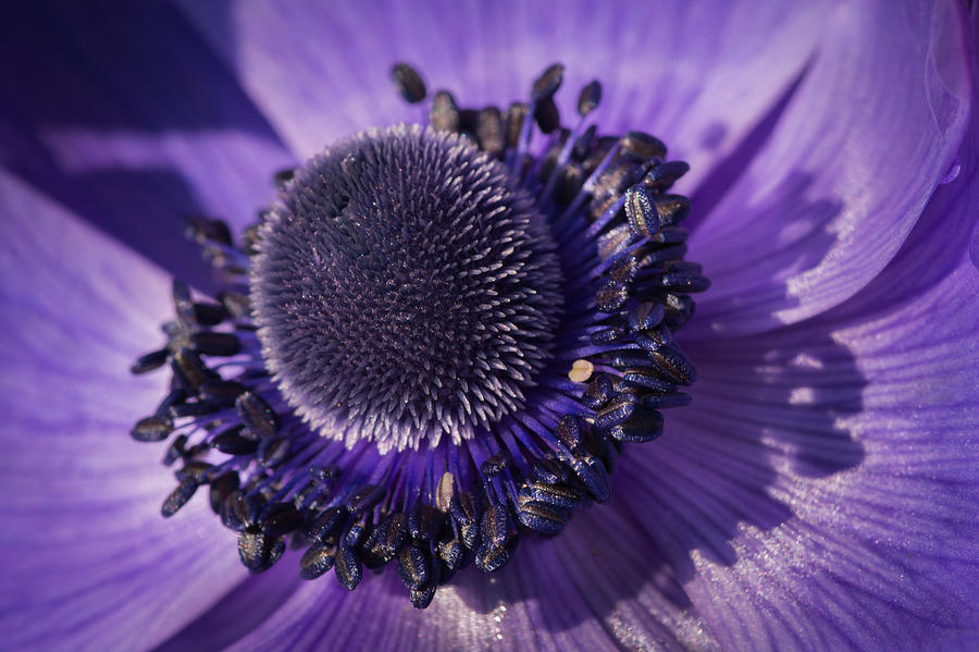 Nature Photograph - Anemone by Dheeraj Mallemala