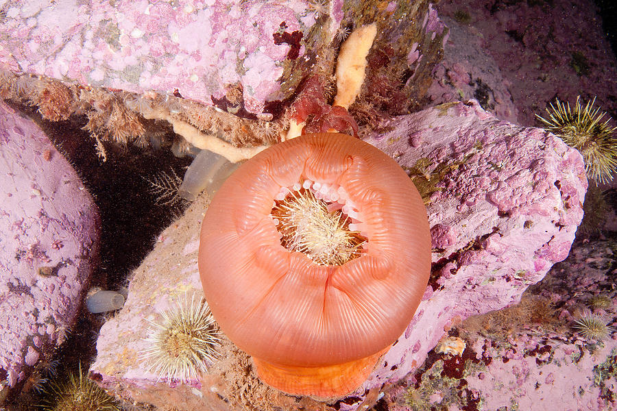 Anemone Eating Urchin Photograph by Andrew J. Martinez