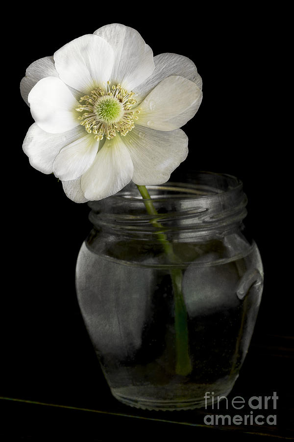 Spring Photograph - Anemone by Elena Nosyreva