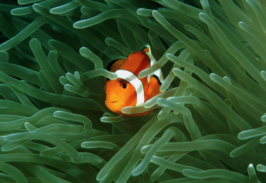 Anemone Fish Photograph by Matthew Oldfield/science Photo Library