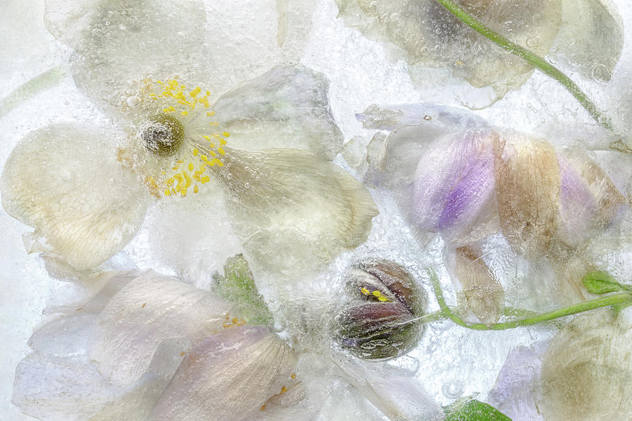 Anemone Frost Photograph by Mandy Disher