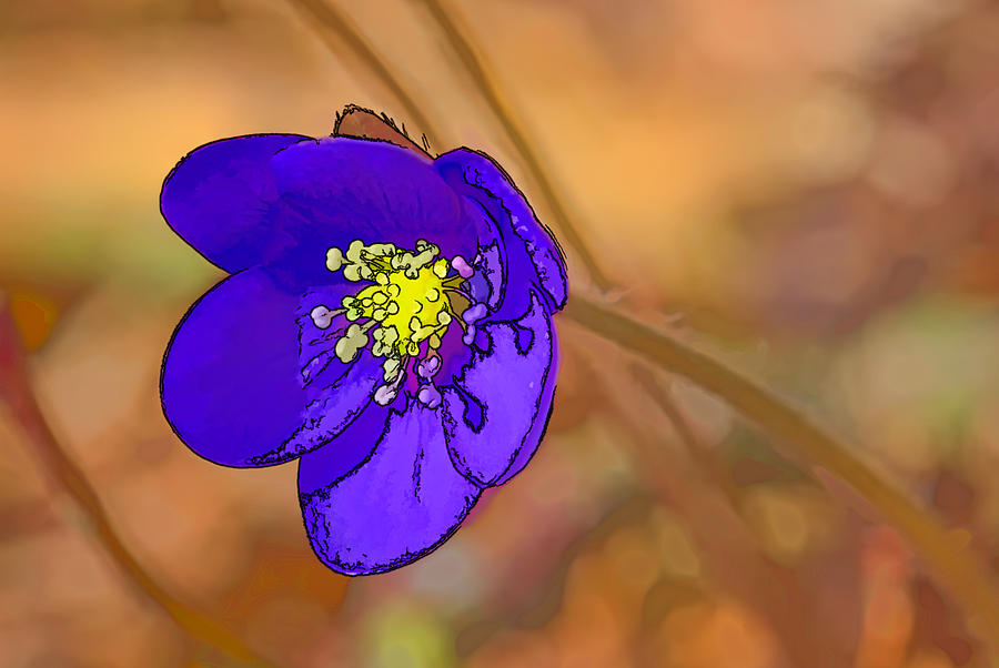 Anemone hepatica si-  By Leif Sohlman Photograph by Leif Sohlman