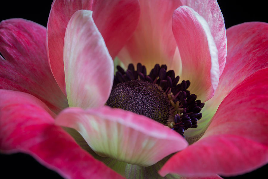 Anemone in Fuchsia by Kim Aston Anemone in Fuchsia by Kim Aston