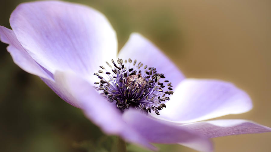 Anemone in Lavender Photograph by Julie Palencia