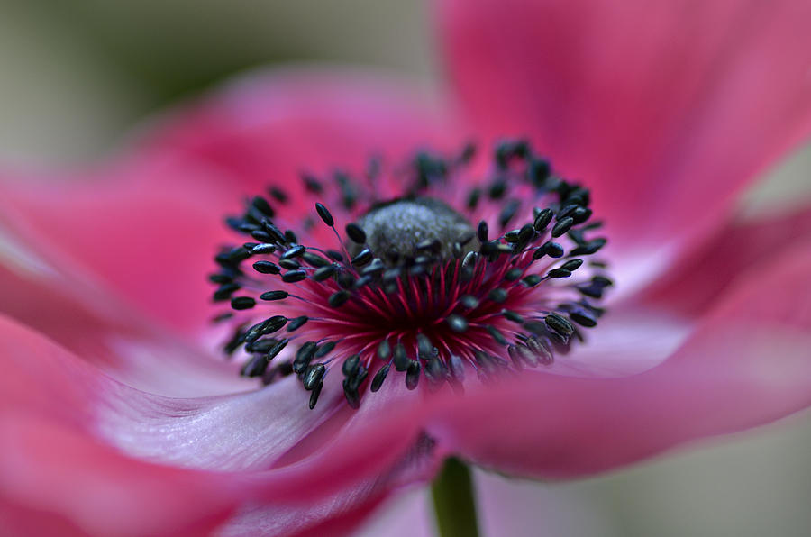 Anemone in Pink Photograph by Julie Palencia
