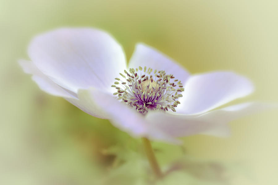 Summer Photograph - Anemone in White by Julie Palencia