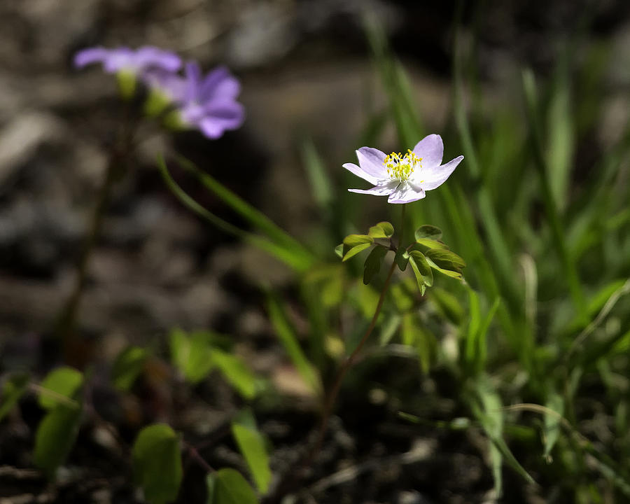 Anemone in Woodland Light Photograph by Michael Dougherty