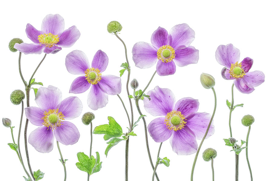 Summer Photograph - Anemone Japonica by Mandy Disher