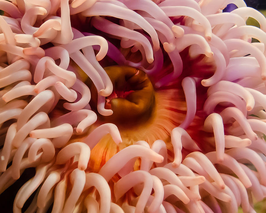 Anemone Photograph by Jennifer Kano