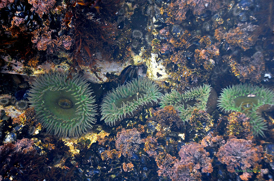 Anemone Line Photograph by Donna Blackhall