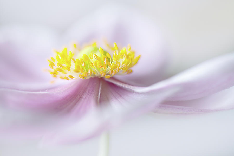 Summer Photograph - Anemone by Mandy Disher